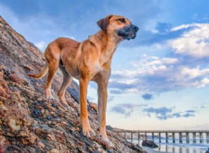 The Black Mouth Cur：The Sensitive but Strong Hunting Dog