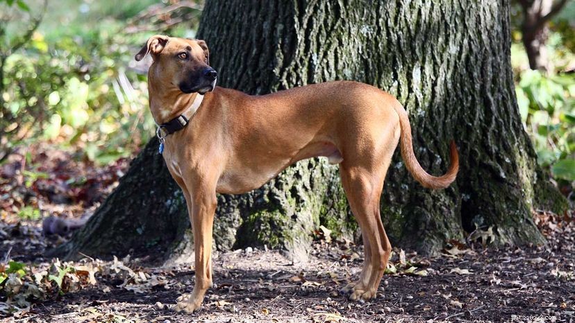 The Black Mouth Cur:The Sensitive but Strong Hunting Dog