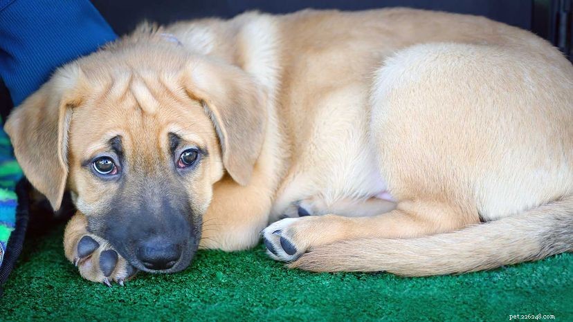 The Black Mouth Cur:The Sensitive but Strong Hunting Dog