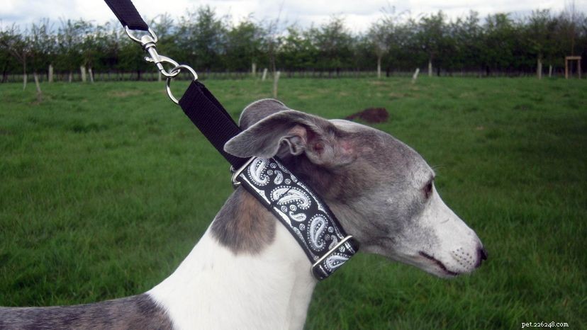 De Martingale-halsband is de beste vriend van mensen en honden