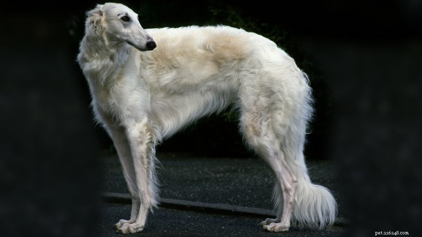 Il Borzoi simile a un levriero può abbattere un lupo. Cosa può fare il tuo cane?