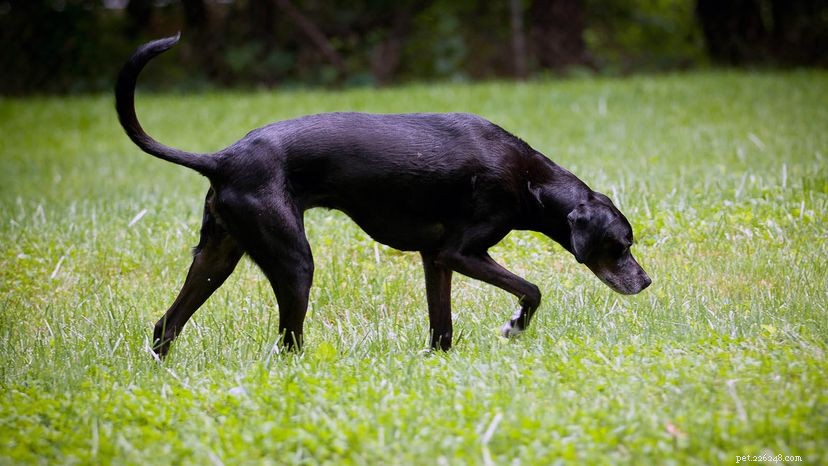Os cães podem perder a capacidade de cheirar?