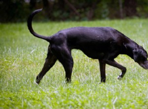 Kan hundar förlora sin förmåga att lukta?