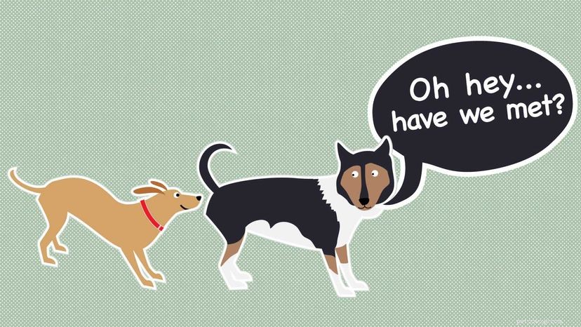 Perché i cani si annusano a vicenda?
