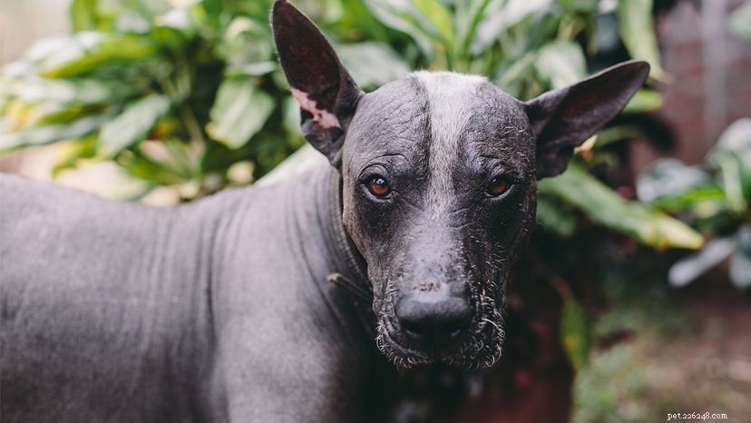 Xoloitzcuintli:The Mexican Hairless Dog, Ancient Guide to the Underworld