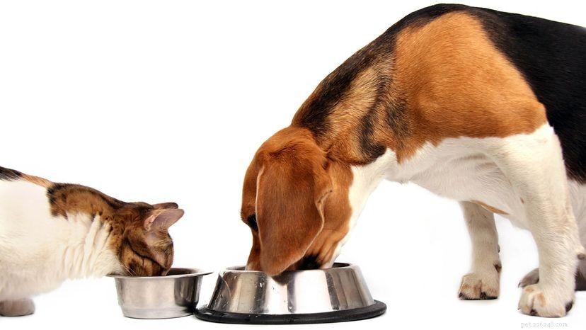 Posso alimentar meu cachorro com comida de gato rapidamente?