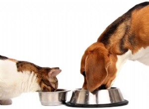 고양이 사료를 한 번에 먹일 수 있습니까?