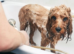 Hur ofta ska du bada din hund?