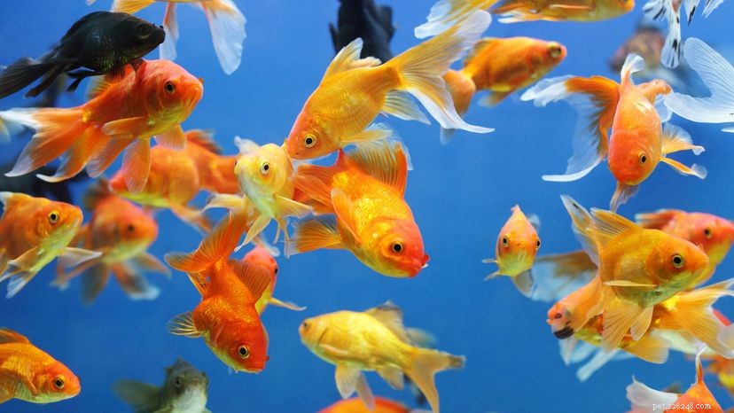 Como o peixinho dourado se tornou o primeiro animal de estimação de todos?