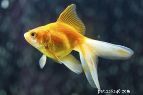 Hoeveel kan een goudvis onthouden?