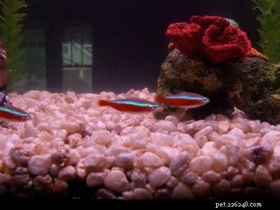 水族館の魚の写真 