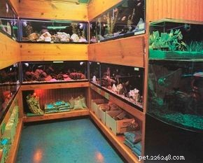 Hur man väljer akvariefisk
