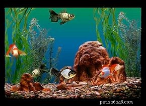 Como escolher peixes de aquário