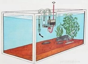 Como escolher o equipamento de aquário