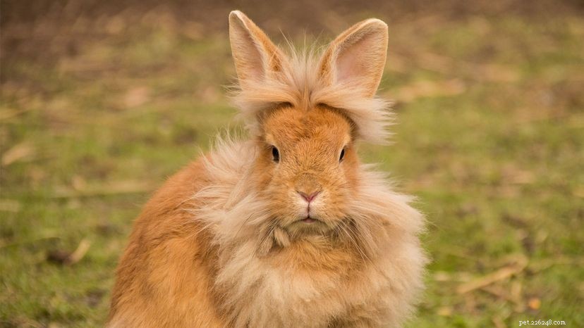 I conigli testa di leone hanno dei bei capelli, ma sono degli ottimi animali domestici?