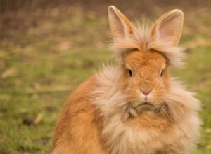 Lionhead-kaniner har bra hår, men är de bra husdjur?