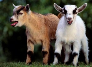 Карликовые козы пытаются занять место собак в качестве лучших друзей человека