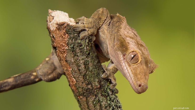 The Cute Crested Gecko, Once Thought Extinct, är nu uppfödd av tusentals