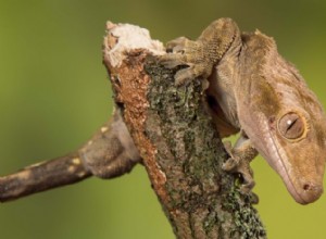 A lagartixa-de-crista, antes considerada extinta, agora é criada aos milhares