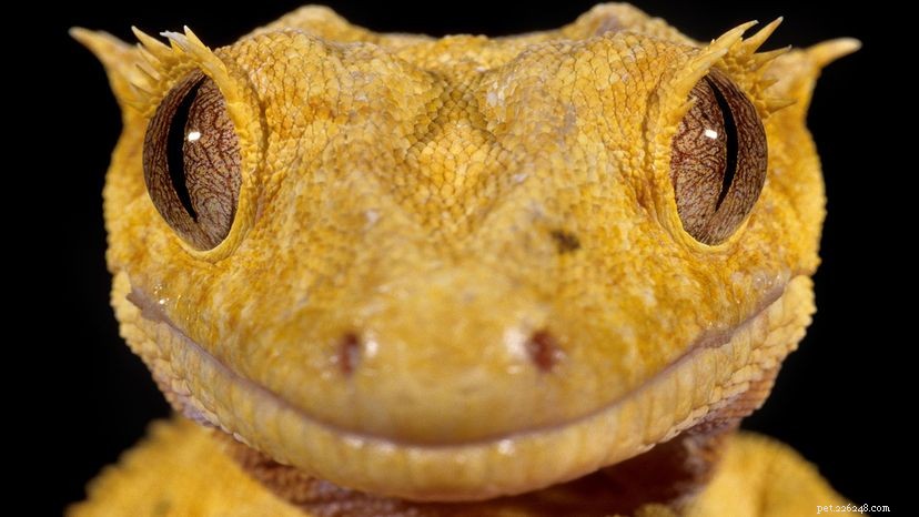 Le mignon gecko à crête, autrefois considéré comme éteint, est maintenant élevé par milliers