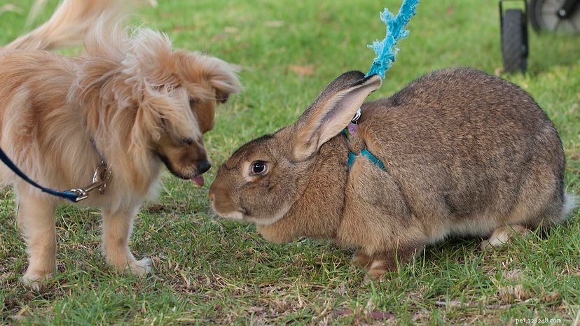 Flamländska jättekaniner är fogliga snuggle-kaniner