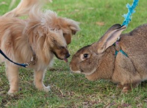 Гигантские фламандские кролики — послушные и ласковые кролики