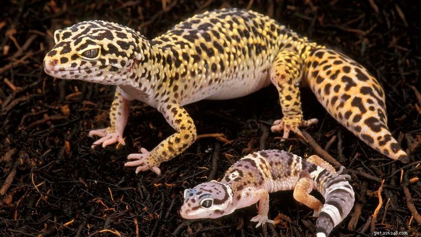 Супер милые леопардовые гекконы становятся отличными домашними животными