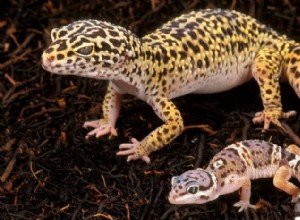Les geckos léopard super mignons font d excellents animaux de compagnie