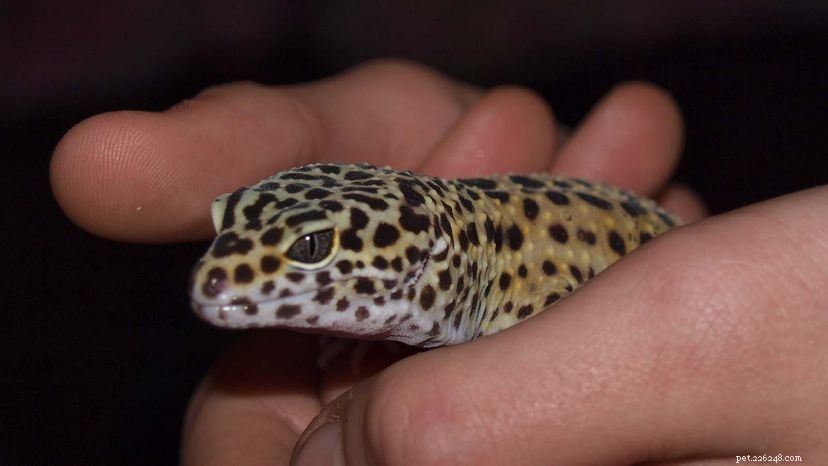 매우 귀여운 레오파드 도마뱀붙이가 훌륭한 애완동물이 됩니다