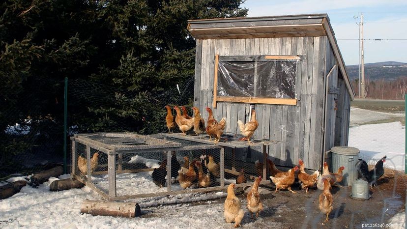 Dělají kuřata ze dvorku mazlíčky?