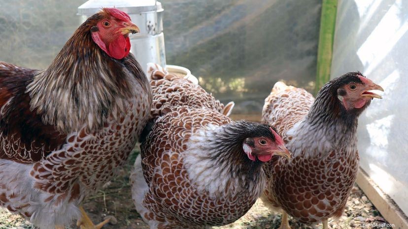 裏庭の鶏は卵のようなペットを作りますか？ 