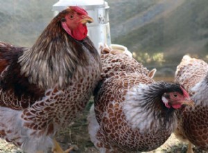 Gör bakgårdskycklingar äggvänliga husdjur?