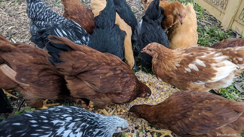 뒤뜰 닭이 알을 잘 낳는 애완동물을 만들 수 있습니까?