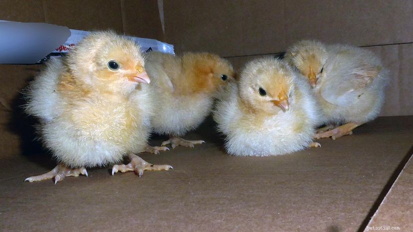 裏庭の鶏は卵のようなペットを作りますか？ 