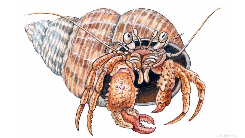 ヤドカリ：ネイチャーズモバイルホームに住む小さな甲殻類 