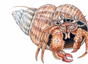 ヤドカリ：ネイチャーズモバイルホームに住む小さな甲殻類 
