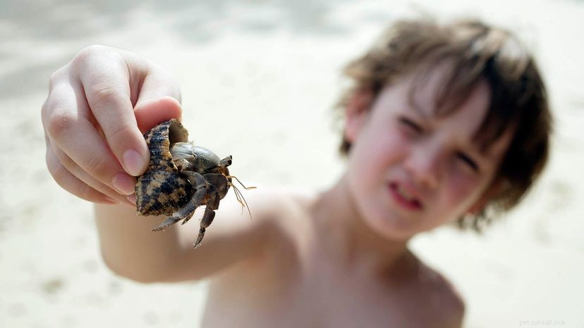 Hermit Crabs:Tiny Crustaceans Living in Natures Mobile Homes