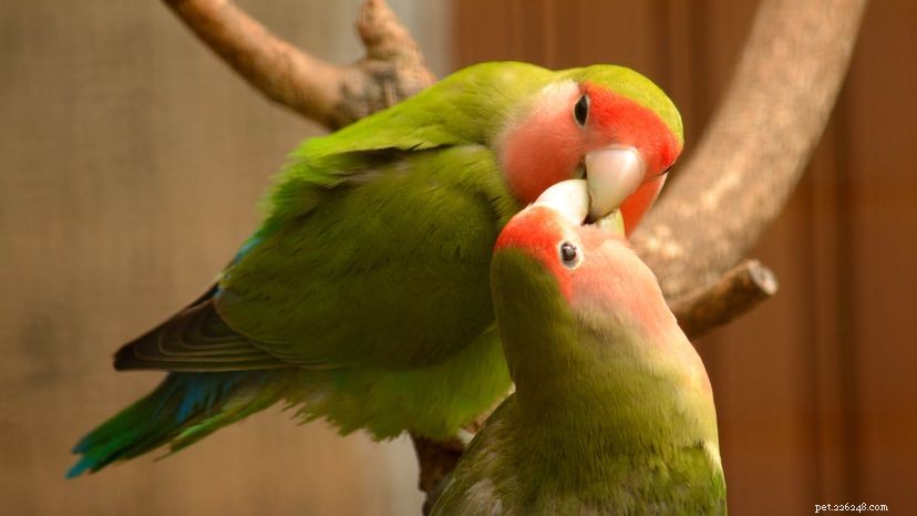 7 härliga fakta om Lovebird