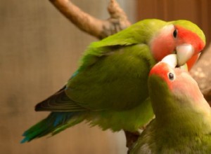 7 härliga fakta om Lovebird
