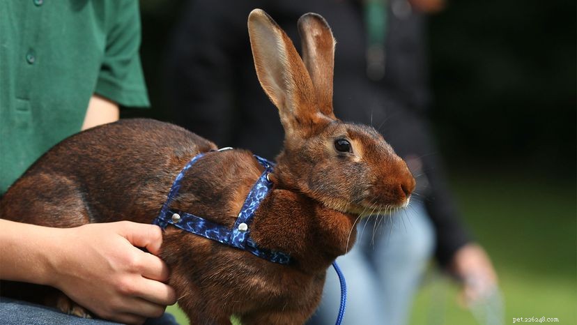 Krijg je een konijn als huisdier? 4 dingen die u eerst moet weten