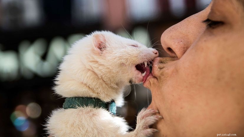 Är det OK att kyssa dina husdjur på munnen?