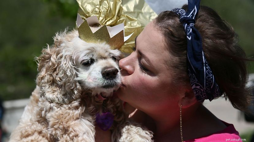 Можно ли целовать домашних животных в губы?