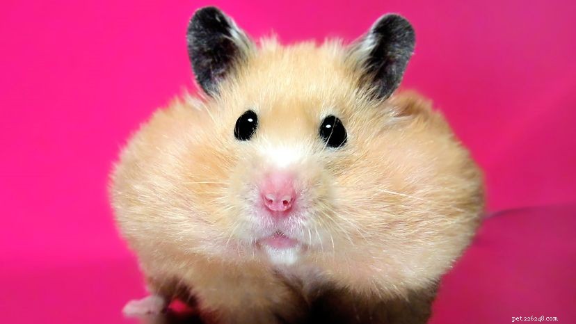 Les hamsters ne sont pas des secousses. Voici comment les empêcher de mordre
