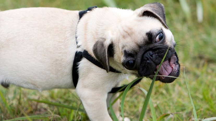 Por que cães (e gatos) comem grama?