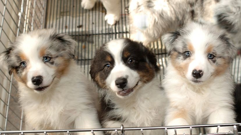 Ny lag i Kalifornien kräver att djuraffärer endast säljer räddningsdjur