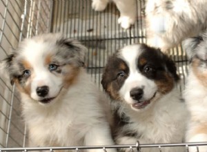 Nový kalifornský zákon vyžaduje, aby obchody se zvířaty prodávaly pouze záchranná zvířata