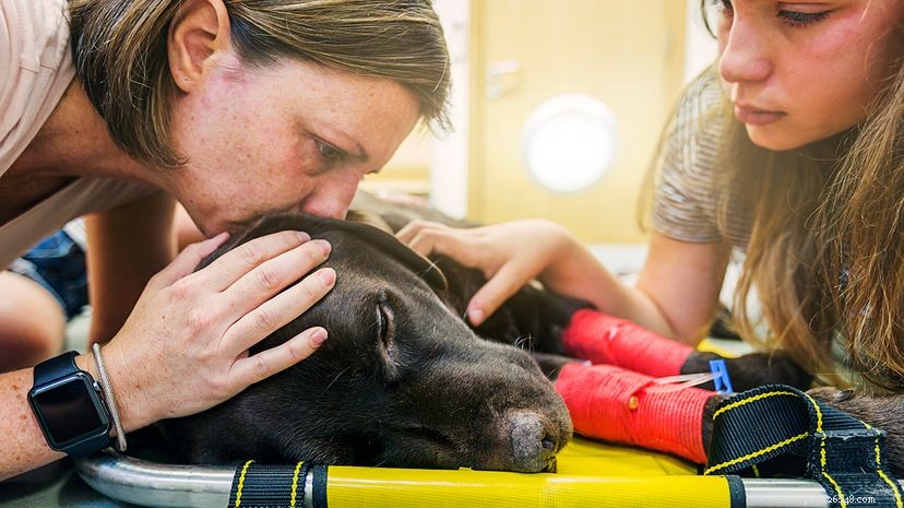 Cuidar de animais de estimação doentes cria pesados ​​fardos emocionais