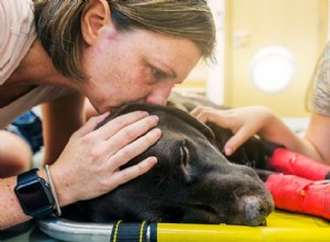 Att ta hand om sjuka husdjur skapar tunga känslomässiga bördor