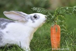 Houden konijnen echt van wortelen?