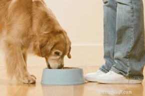 Hoe veranderen de voedingsbehoeften van honden naarmate ze ouder worden?